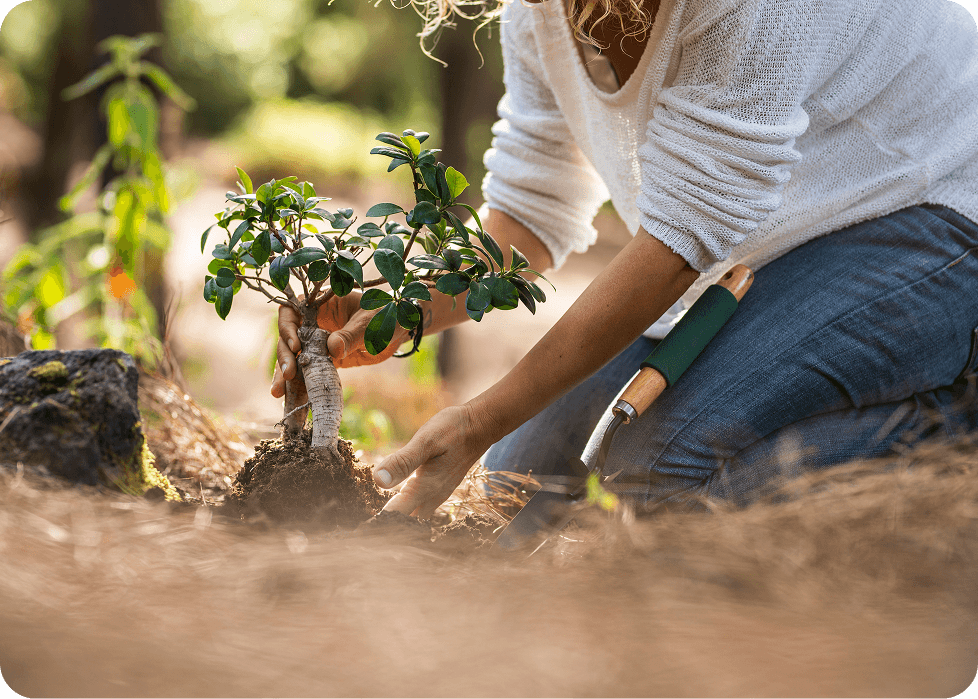 Domato Book Co.'s Commitment to a Greener Tomorrow