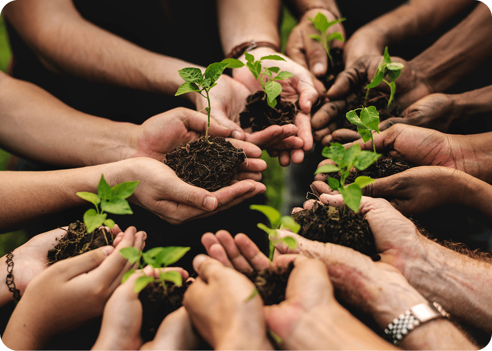 Growing Green with Domato